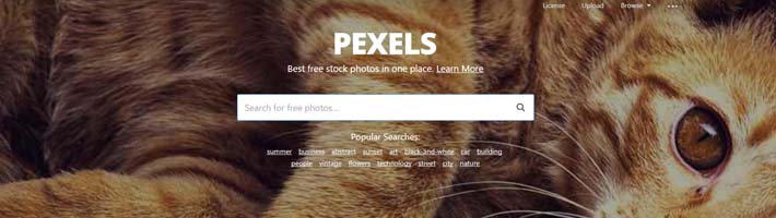 Pexels royalty free stock photos